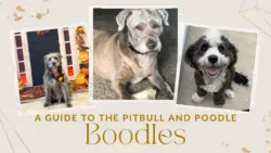 Boodle - Pitbull Terrier Poodle Mix