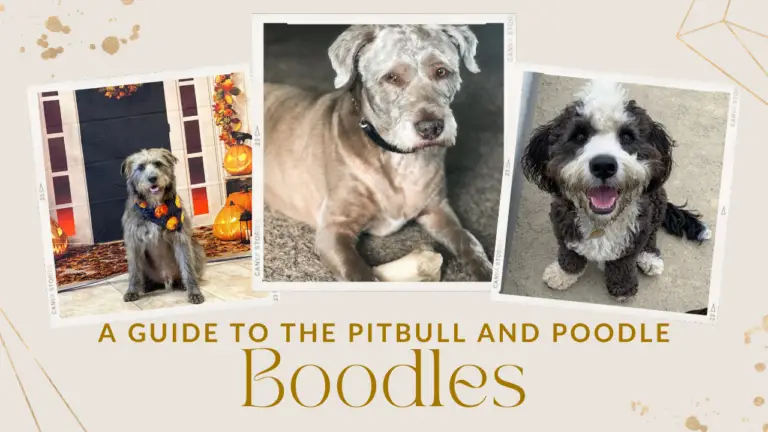 Boodles_ A Guide To The Pitbull And Poodle Mix