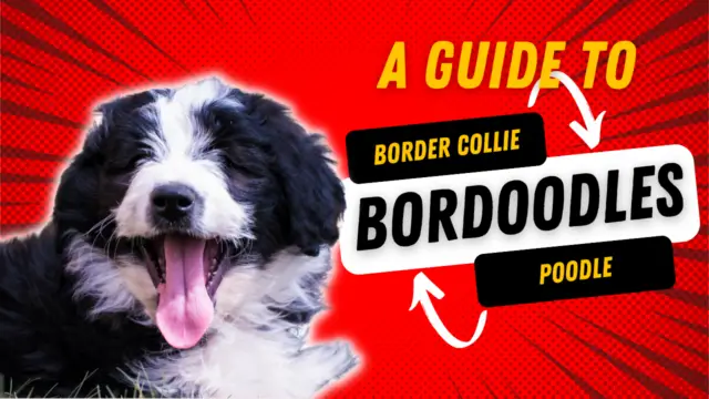 Bordoodle - Border Colie Poodle Mix Breed Info | PoodleHQ