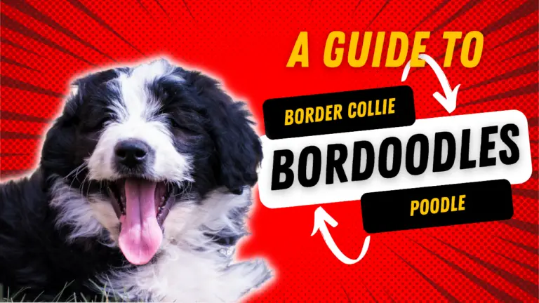 Bordoodles_ A Guide To The Border Collie And Poodle Mix