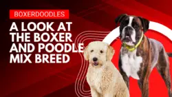 Boxerdoodle Dog Breed Information: Boxer Poodle Mix
