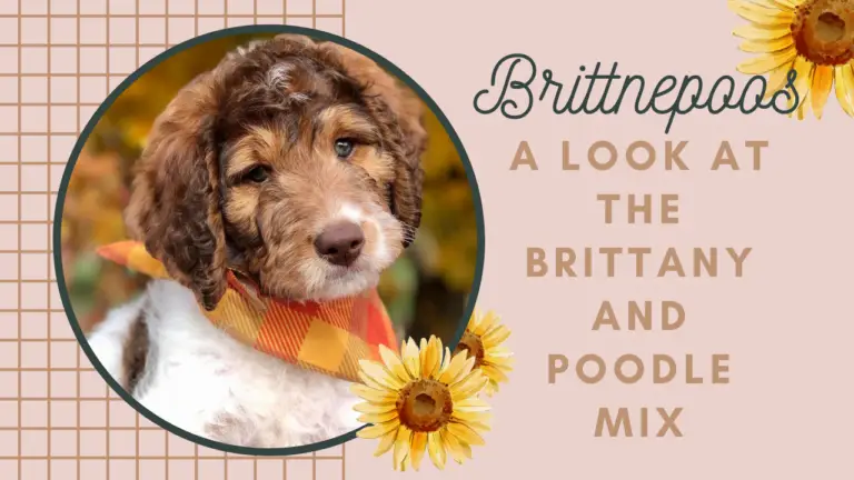 Brittnepoos_ A Look At The Brittany And Poodle Mix Breed