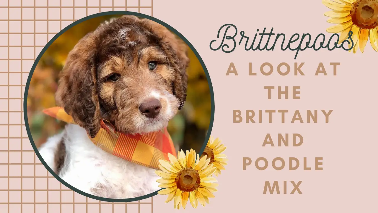 Brittany Poodle Mix