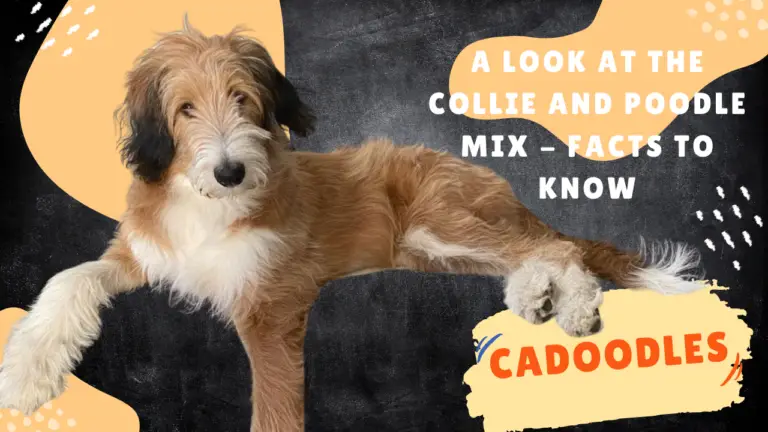Cadoodles_ A Look At The Collie And Poodle Mix - Facts To Know