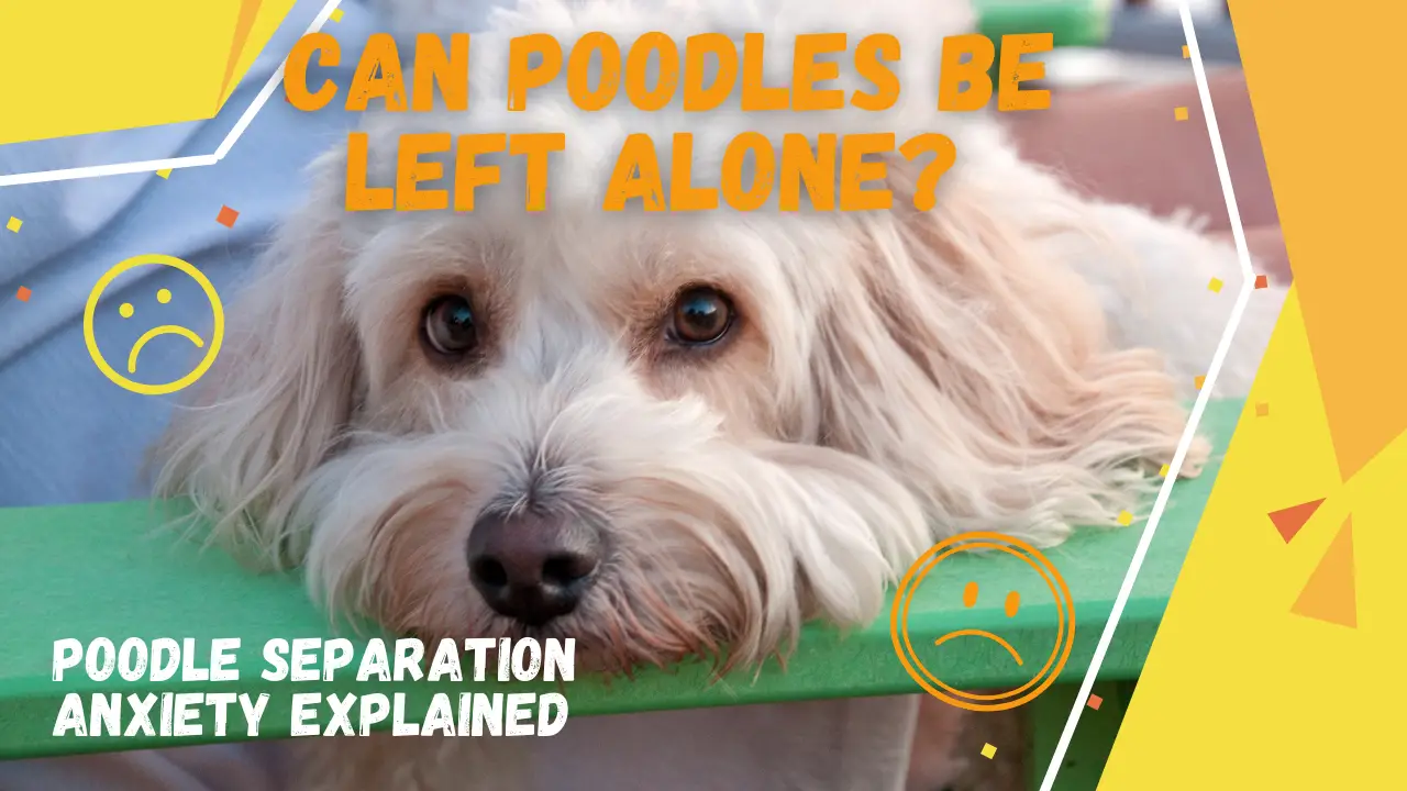 Can Poodles Be Left Alone_ Poodle Separation Anxiety Explained