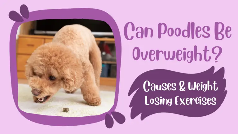 Can Poodles Be Overweight_ Causes & Weight Losing Exercises