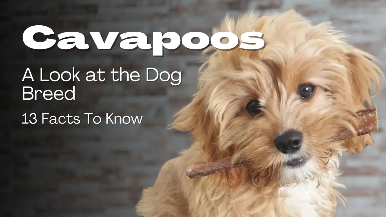 Cavapoos_ A Look At The Dog Breed - 13 Facts To Know