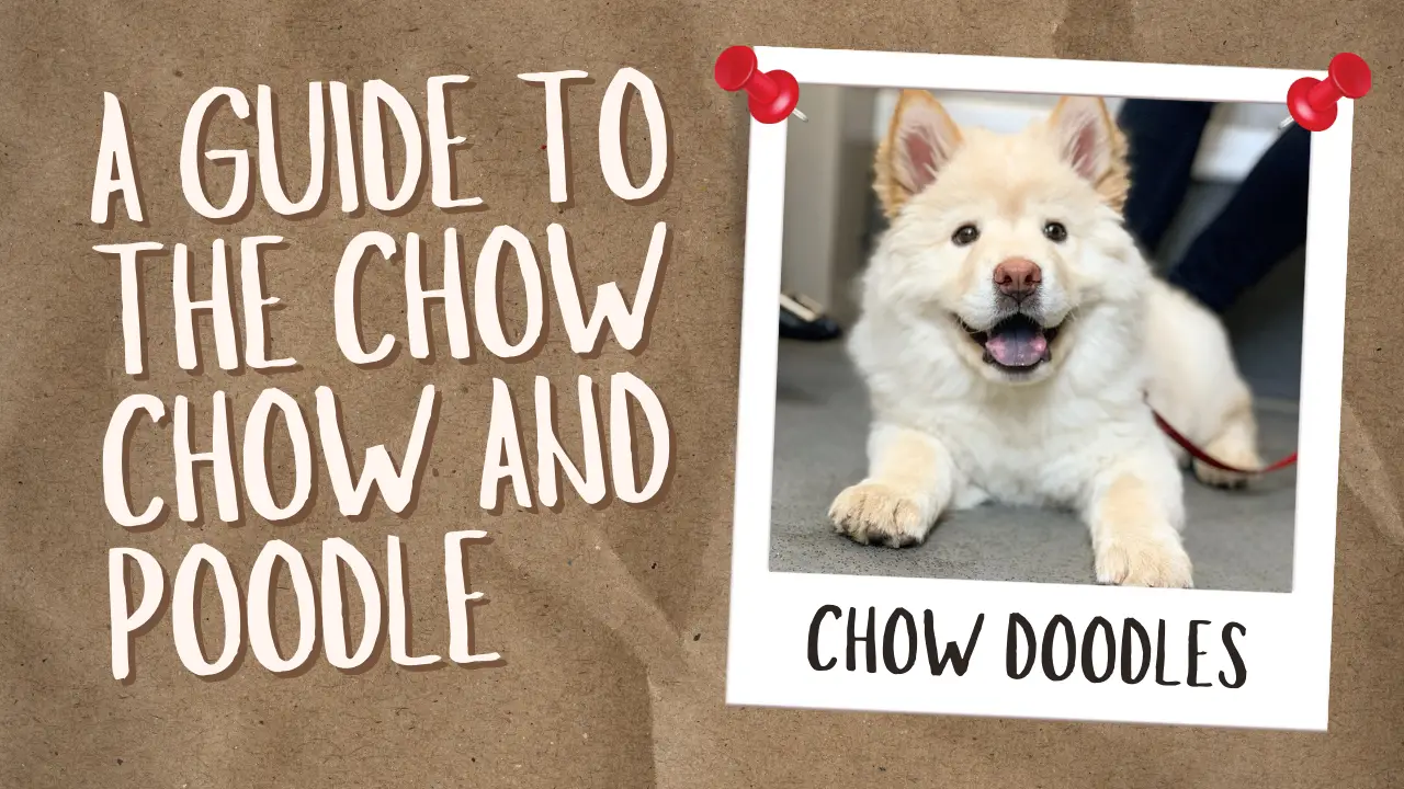 Chow Doodles_ A Guide To The Chow Chow And Poodle Mix