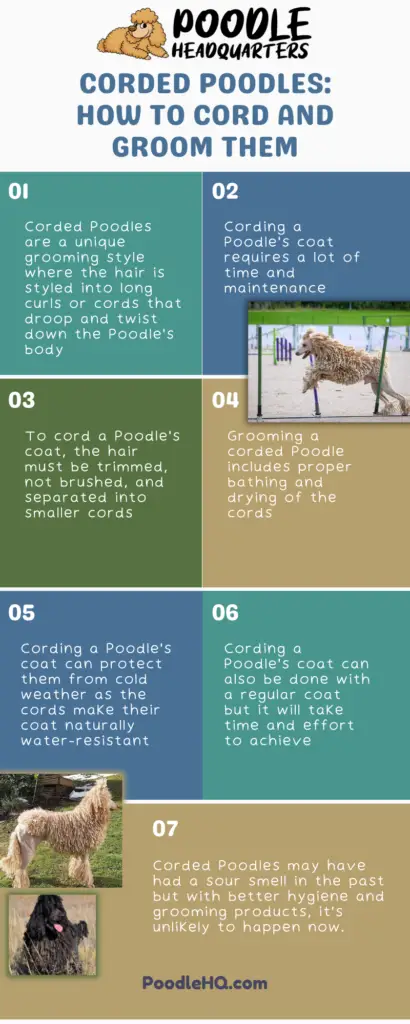 Corded Poodles_ How To Cord And Groom Them Infographic
