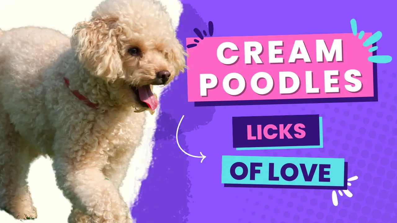 Cream Poodles - Licks Of Love