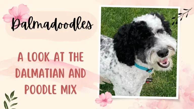 Dalmadoodles_ A Look At The Dalmatian And Poodle Mix Breed