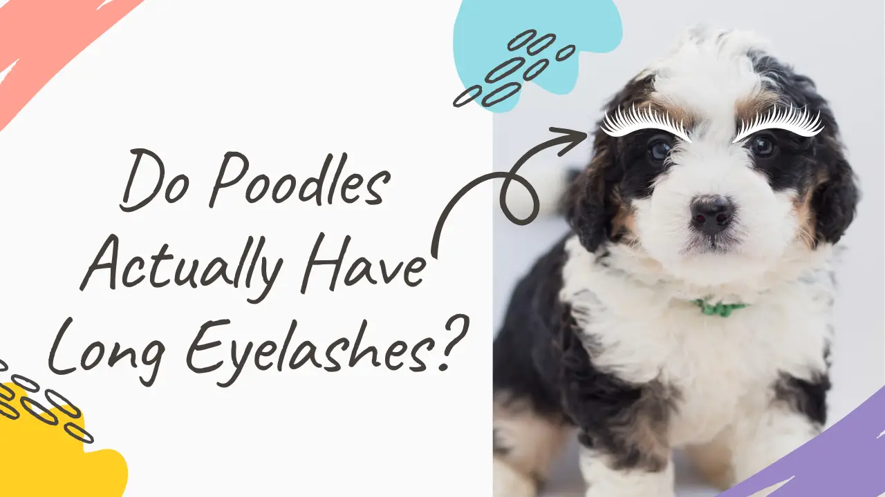 Do Poodles Actually Have Long Eyelashes