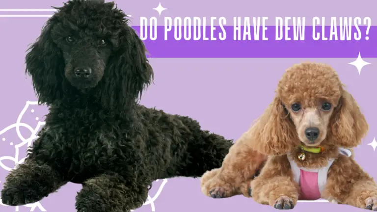 Do Poodles Have Dew Claws