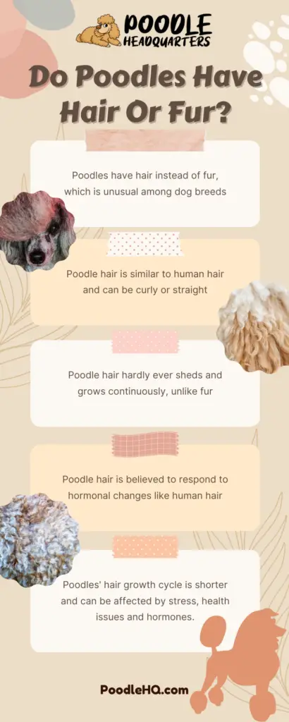 Do Poodles Have Hair Or Fur Infographic