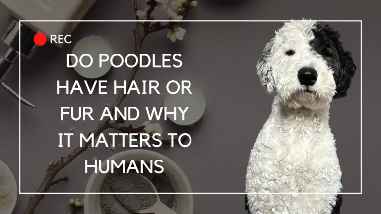 Do Poodles Have Hair Or Fur And Why It Matters To Humans