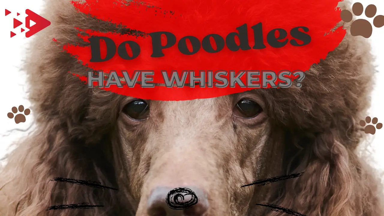 Do Poodles Have Whiskers