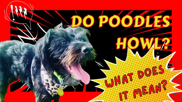 Do Poodles Howl_ What Does It Mean