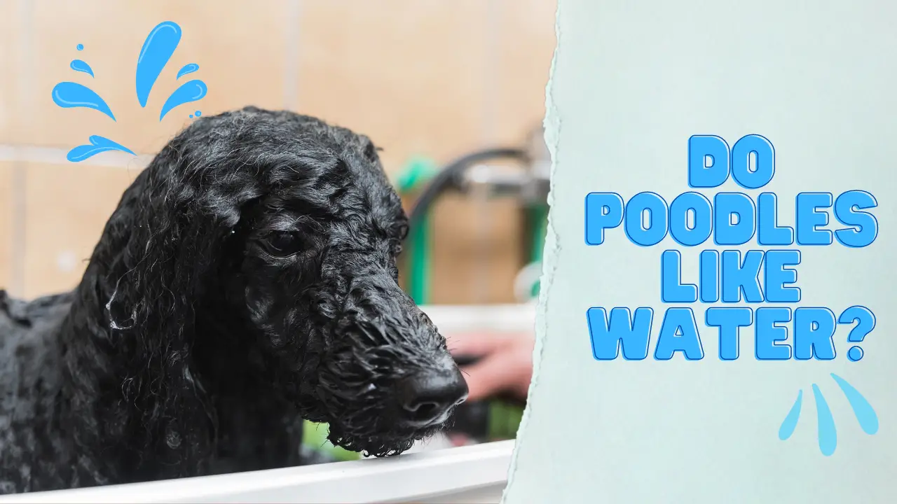 Do Poodles Like Water