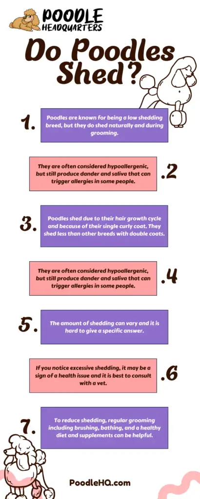 Do Poodles Shed Infographic