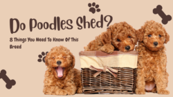 Do Poodles Shed: 8 Things You Need To Know Of This Breed
