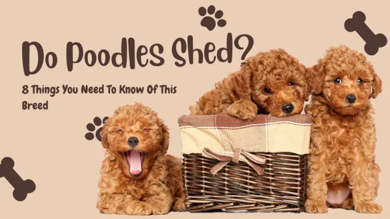 Do Poodles Shed_ 8 Things You Need To Know Of This Breed