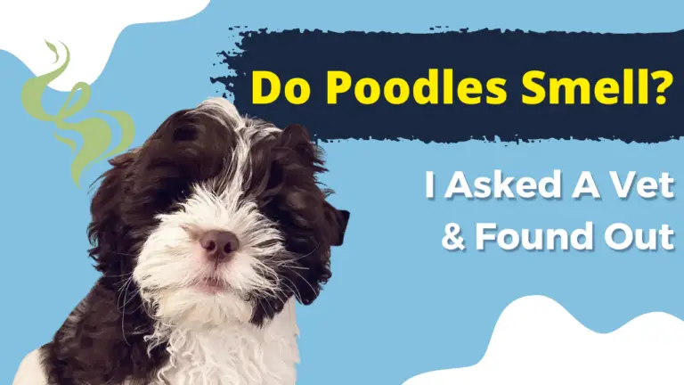 Do Poodles Smell_ I Asked A Vet & Found Out
