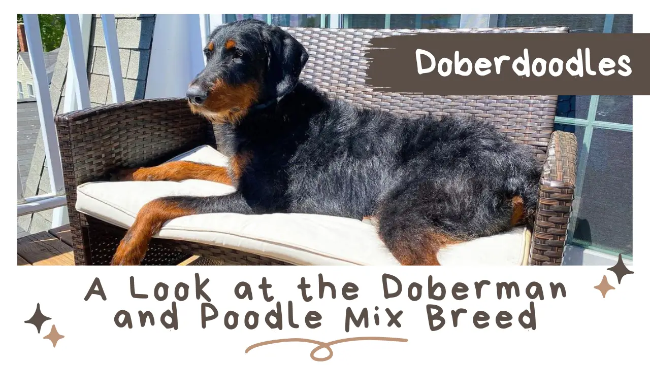 Doberdoodles_ A Look At The Doberman And Poodle Mix Breed