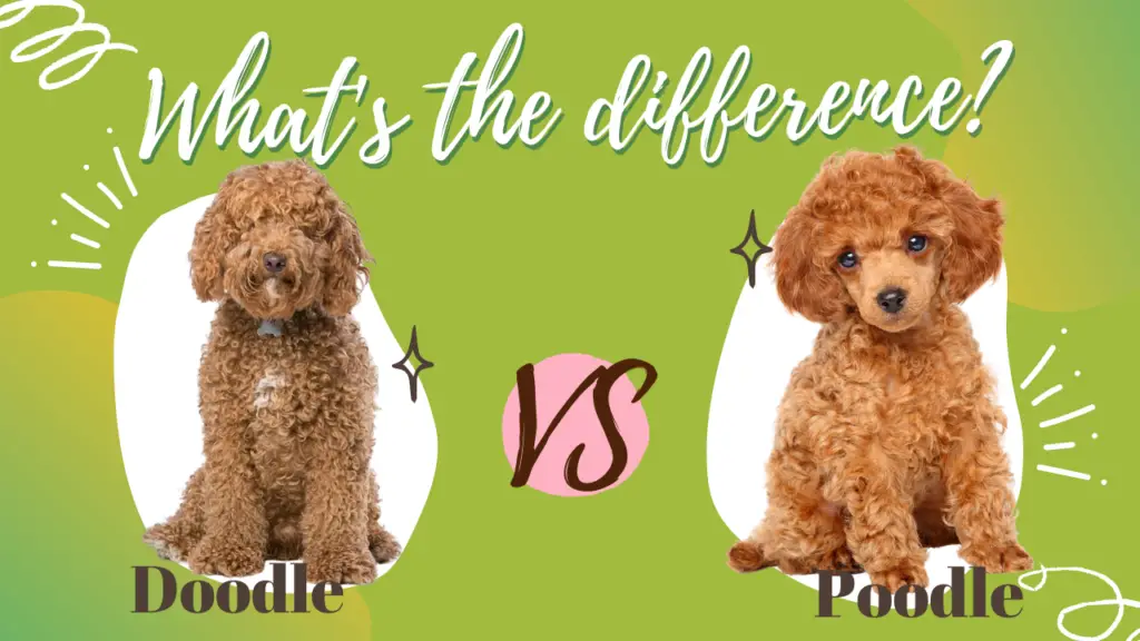 Doodle Vs Poodle_ What'S The Difference