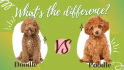 Doodle vs Poodle – What's the Difference?