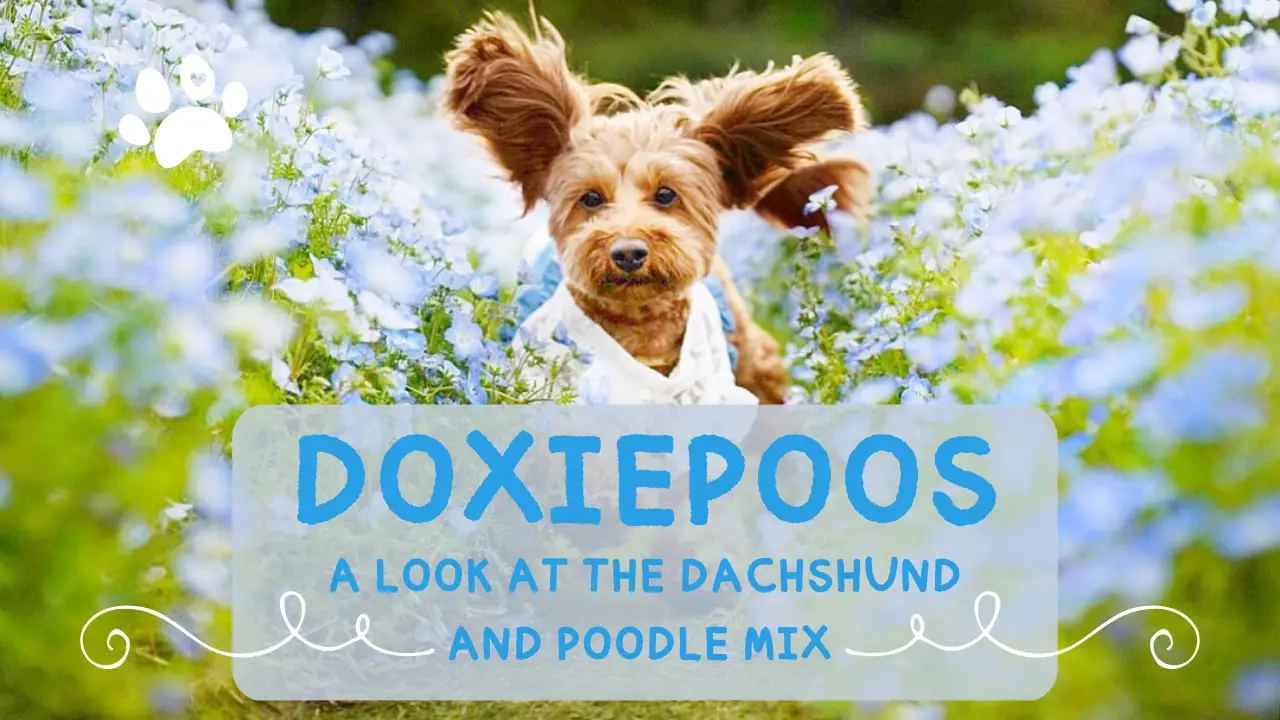 Doxiepoos_ A Look At The Dachshund And Poodle Mix Breed
