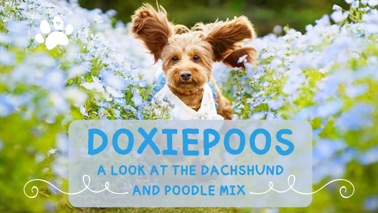 Doxiepoos_ A Look at the Dachshund and Poodle Mix Breed