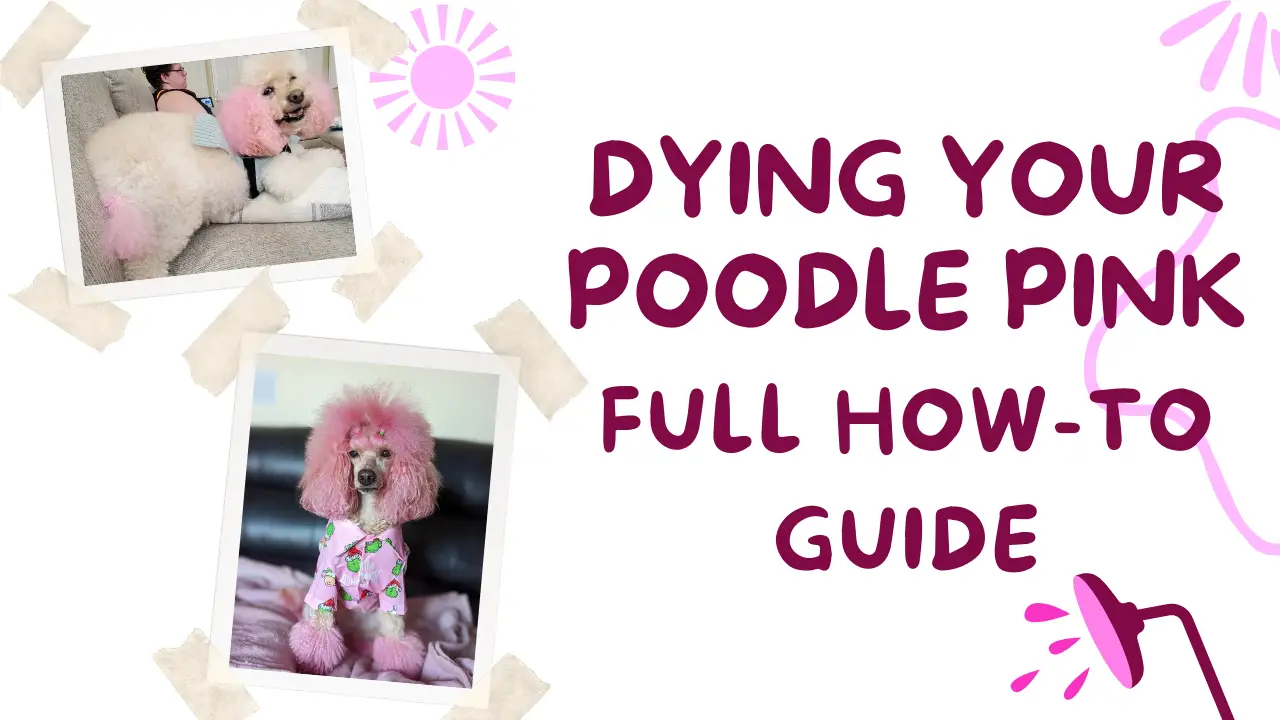 Dying Your Poodle Pink_ Full How-To Guide