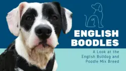 English Boodle - English Bulldog Poodle Mix Breed Guide