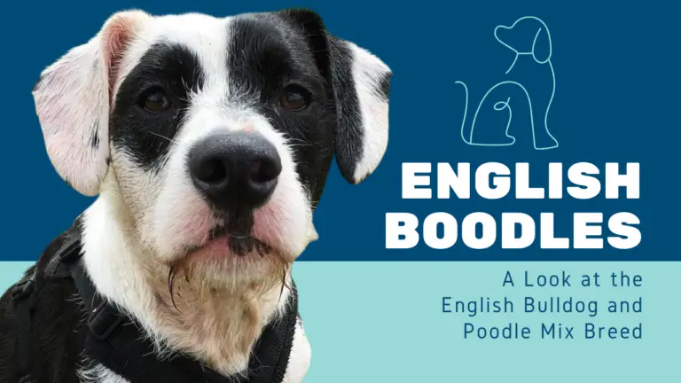 English Boodle – English Bulldog Poodle Mix Breed Guide