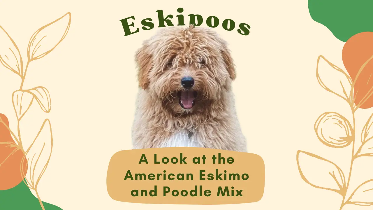 Eskipoos_ A Look at the American Eskimo and Poodle Mix Breed