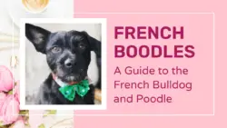 French Boodle - French Bulldog Poodle Mix