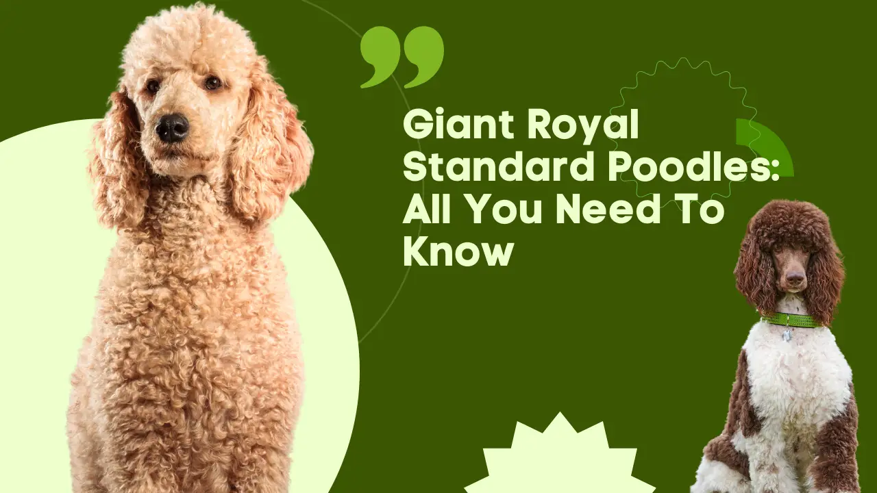 Giant Royal Standard Poodles_ All You Need To Know