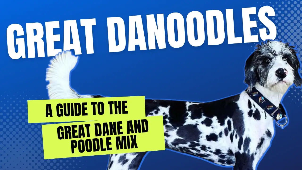 Great Danoodles_ A Guide To The Great Dane And Poodle Mix