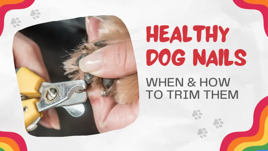 Healthy Dog Nails - When &Amp; How To Trim Them