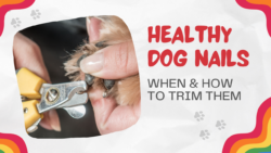 Healthy Dog Nails - When & How to Trim Them