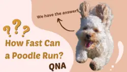 How Fast Can a Poodle Run? We have the answer