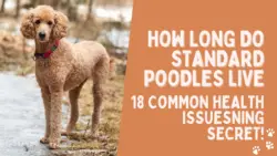How Long do Standard Poodles Live & 18 Common Health Issues