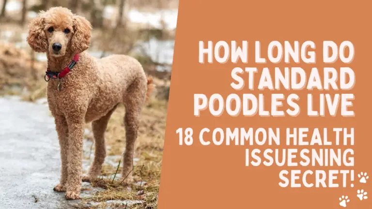 How Long do Standard Poodles Live & 18 Common Health Issues