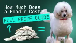 How Much Does a Poodle Cost: 2023 Price Guide