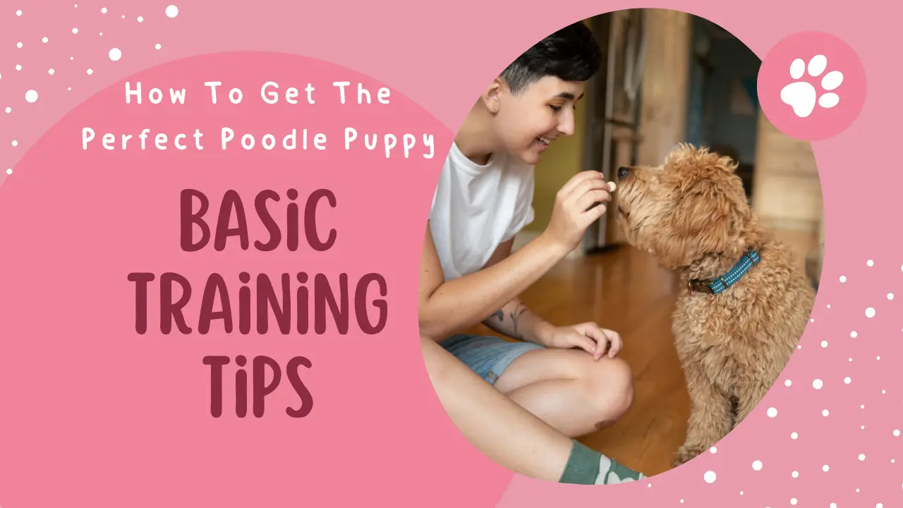 How To Get The Perfect Poodle Puppy_ Basic Training Tips