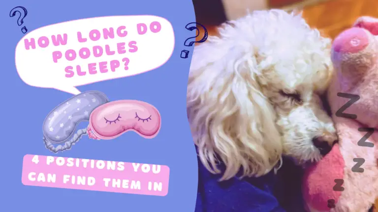 How Long Do Poodles Sleep &Amp;Amp; 4 Positions You Can Find Them In
