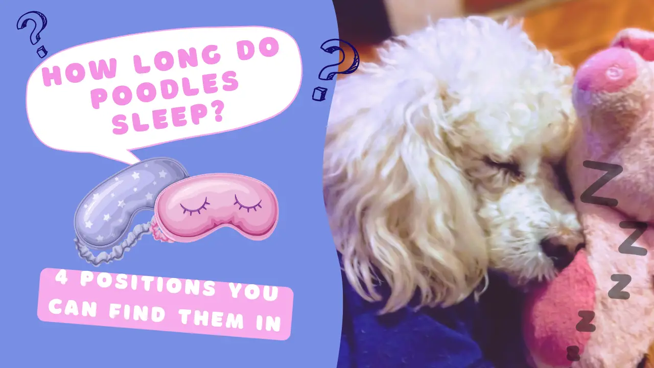 How Long Do Poodles Sleep &Amp;Amp; 4 Positions You Can Find Them In