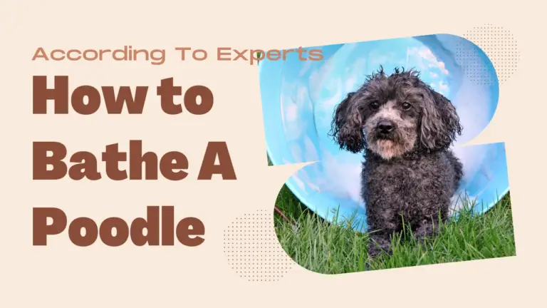 How To Bathe A Poodle_ According To Experts