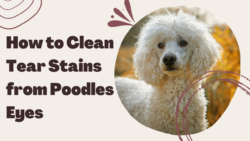 How to Clean Tear Stains from Poodles Eyes