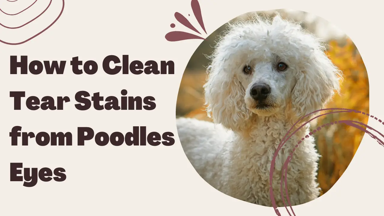 How To Clean Tear Stains From Poodles Eyes